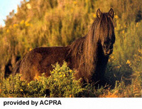 The Rare Asturian Horse - Following in the Footsteps of Extinction 