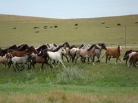 The Nokota Mustang Horse - Created by Lightning