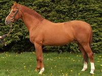 One of The Most Expensive Horses in the World - The Bavarian Warmblood 