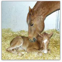 Bedding Your Stalls