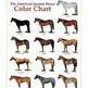 The American Quarter Horse: Faster Than a Speeding Thoroughbred