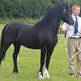 Welsh Ponies and Cobs, the British Knight's Choice
