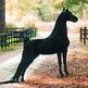 Striking the Superb Figure of the Morgan Horse