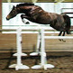 Free Jumping: What it is and Why Teach your Horse