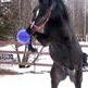 Games to Play with Your Horse