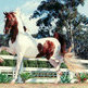 Made in America - the American Saddlebred Horse