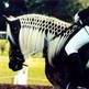 How to Braid a Forelock
