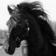 The Friesian - The Black Horse of Friesland