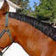 How to Pull a Mane