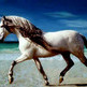 The Antediluvian Andalusian - An Ancient And Aspiring Horse