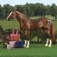 Show Grooming