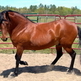 Los Caballos de Paso Fino – The Horses with the Fine Walk 