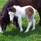 Teaching a Foal to Lead