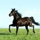 Missouri Fox Trotter - The Versatile Gaited Horse from The Ozarks