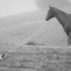 Training a Horse to Longe