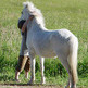 Understanding Natural Horsemanship