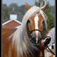  The Haflinger Horse - Tyrolean Charm in a Chestnut Colored Package