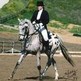 What is a Sport Horse?