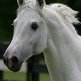 What is a Warmblood?
