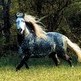 What Makes a Horse so Expensive?
