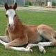 What a Should a Weanling Know?