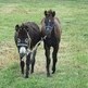 What Should a Yearling Know?