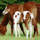 What to Look for When Buying a Foal