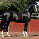 The Hanoverian: rideable, noble, big framed and correct warmblood horse