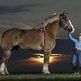 Why do you Need a Big Horse?