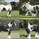 Why Keep a Stallion?