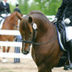 Your First Dressage Show