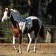 A Splash of White Gives This Paint Horse a Dash of Flash 
