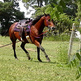 A tired horse is not a good horse!