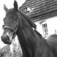Finding Cheap Horses For Sale