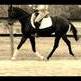 Oldenburg Warmblood - The Small Town Horse with the Big Time Success