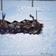 How to Care for Horse's in Winter