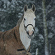 Guide to Horse Rugs