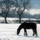 What to Feed Your Horse in the Winter