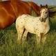 A Horse of Their Own - The Pony of the Americas - For Young Riders Only
