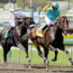 Things to Remember When Buying Your First Thoroughbred Horse