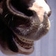 Tour Your Horse's Teeth