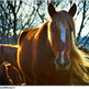 An Owners Guide to Loaning a Horse