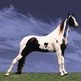 The Spotted Saddle Horse - The Gaited Horse of Many Colors