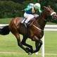 The Thoroughbred Horse: Thoroughly Bred For Distance Racing