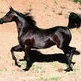 The Arabian: The World's Oldest Horse Keeps Getting Better with Age