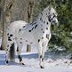 The Appaloosa's Heritage Is As Colorful and Unique As Its Coat 