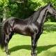 Have Some High Times with the High Stepping Tennessee Walker