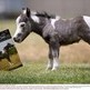 Miniature Horses: The Tiny Horse That Is Hugely Popular