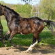 Hot-Blooded Plus Cold-Blooded Equals The American Warmblood Sporthorse