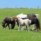 Is It A Pony Or Is It A Horse? Sorting Out the Difference.